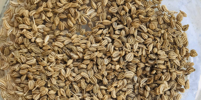 ajwain-carom-seeds-recipes-and-benefits-tasted-recipes