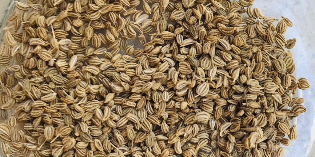 ajwain-carom-seeds-recipes-and-benefits-tasted-recipes