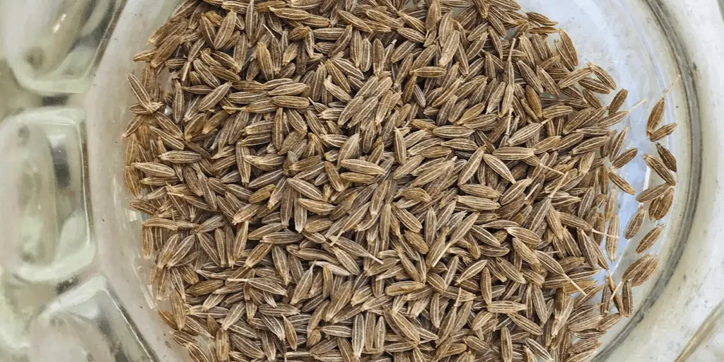 Cumin Seeds ज र Benefits And Side Effects Tasted Recipes