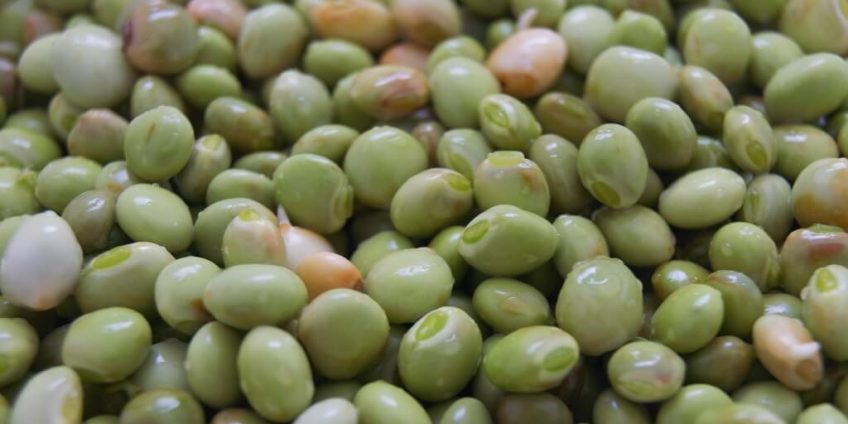 pigeon-pea-recipes-benefits-and-side-effects-tasted-recipes