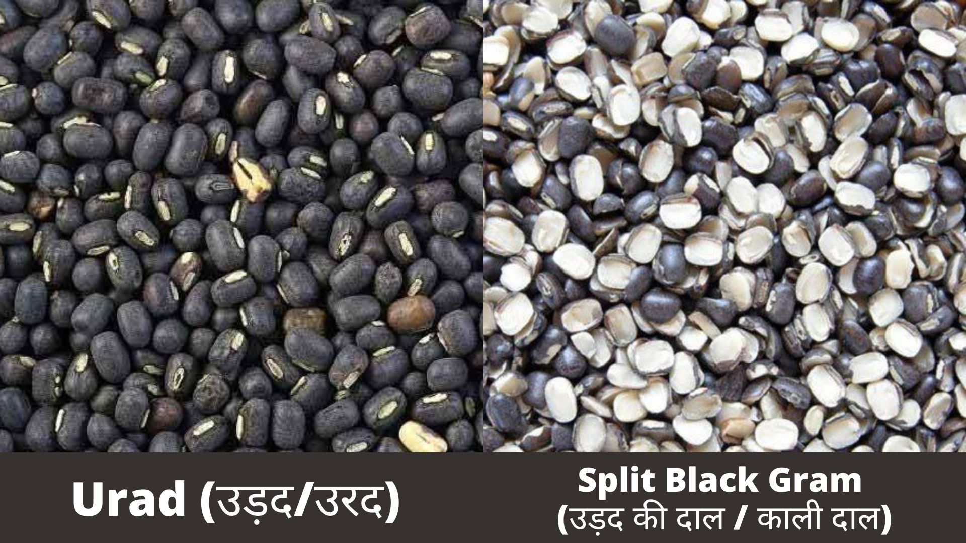black gram & split black gram image